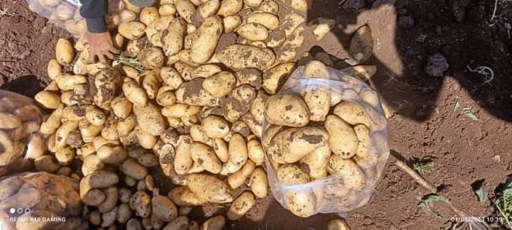  غابت “المحليّة” فحضرت “المصرية” على استحياء  أسعار البطاطا على ارتفاعها حتى يحين موعد “الربيعيّة” 